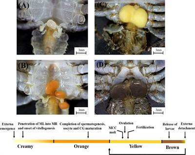 Interaction between the parasitic barnacle Polyascus planus (Cirripedia: Rhizocephala) and its brachyuran host Metopograpsus thukuhar during the development of the externa of the parasite: Control of the gonadal development and vitellogenin synthesis of the host